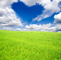 green field and sun sky