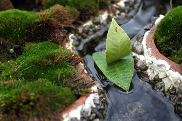 fragile boat of leaves
