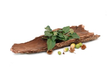 Herbstfrüchte