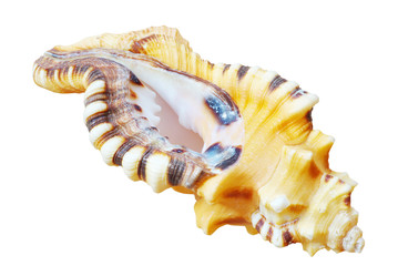Sea shell