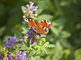 Tagpfauenauge © hjschneider