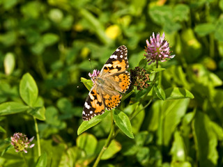Distelfalter