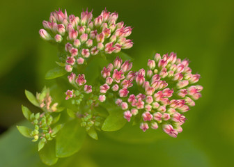 Sedum