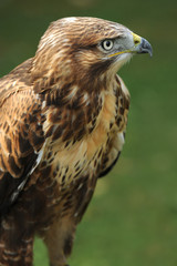 Raubvogel 16