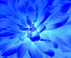 Soft ethereally blazing light blue flower