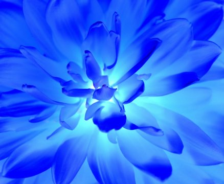 Fototapeta Soft ethereally blazing light blue flower