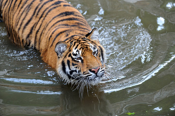 Naklejka premium Tiger