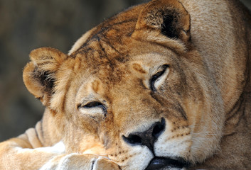 lion