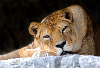 lion,