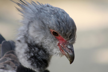 Halsband-Wehrvogel 1