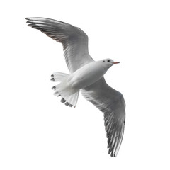 Flying seagull