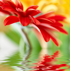 Red daisy-gerbera with soft focus reflected in the water.