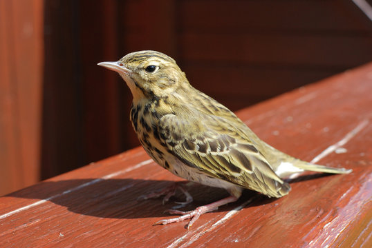 Pipit des arbres
