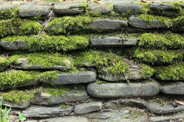 moss on stone wall