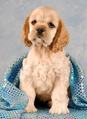buff american cocker spaniel puppy sitting under blanket