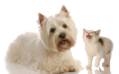 west highland white terrier and kitten on white background