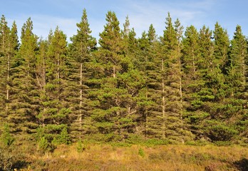 Fototapeta premium Conifer plantation on the Isle of Skye
