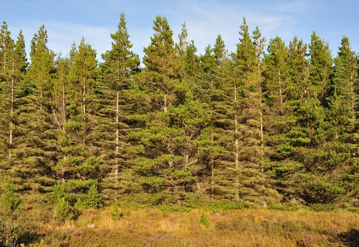 Conifer plantation on the Isle of Skye