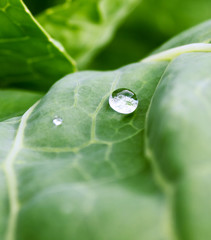 Large drops of a rain on sheet.