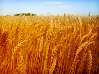 gold yellow wheat © Željko Radojko