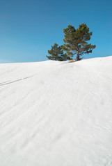 Fototapeta na wymiar Green fir trees with snow.