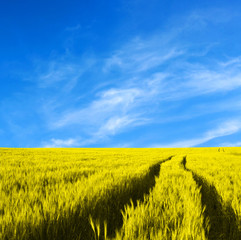 Wheat field