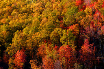Colorful trees