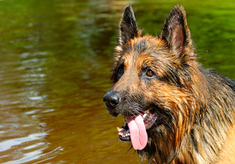 wet shepherd