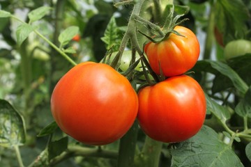 tomaten