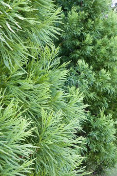 Green Cypress Vertical