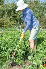 Woman is digging with hoe field paprika