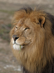 Fototapeta na wymiar lion 2