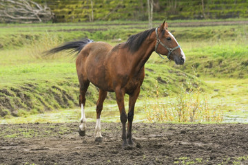 Sorrel horse in the mud