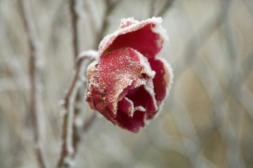 ambiance hiver, Winterimpressionen, raureif auf Pflanzen