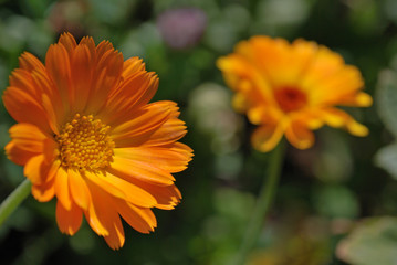 Calendula