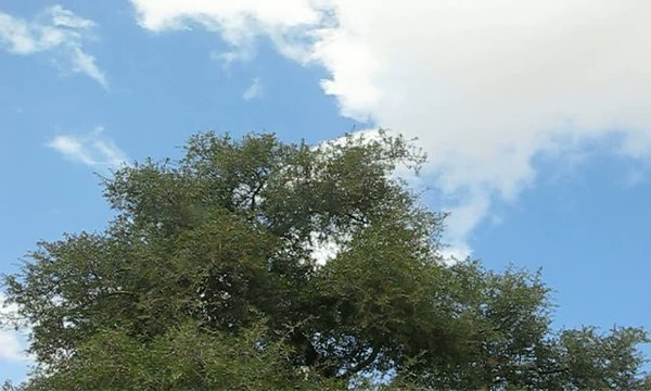 ARBOL DE ARGAN