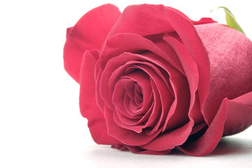 Fototapeta premium rose