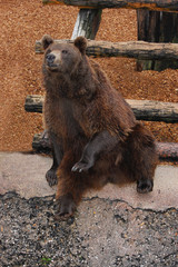 Enghagen bear sitting 2