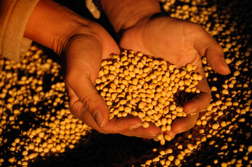 Good harvest of soy