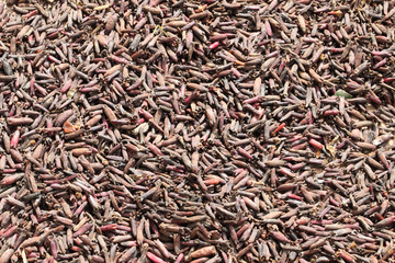 séchage de clous de girofle