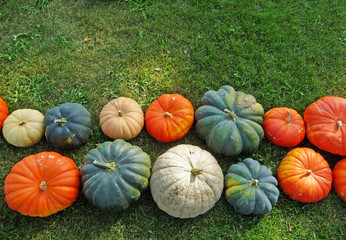 Assorted varieties of pumpkins on a grass background