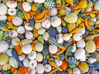 Many gourds background