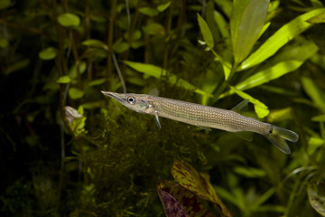 Ctenolucius hujeta Beani