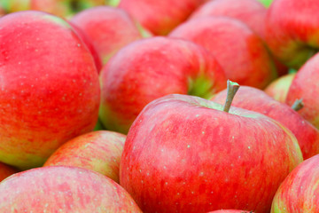 picked apples in a box