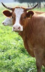 Tierzucht