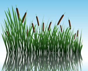 water and grass