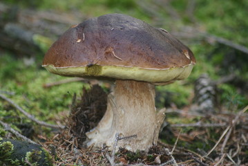 Steinpilz