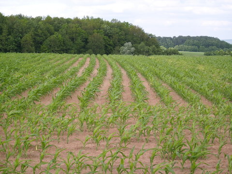 Maisfeld