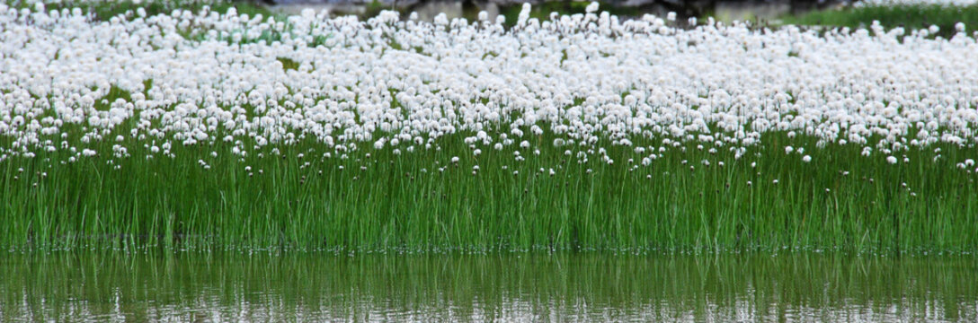 fiori