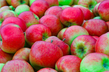 picked apples